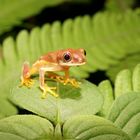 Kleiner schöner Frosch Costa Rica