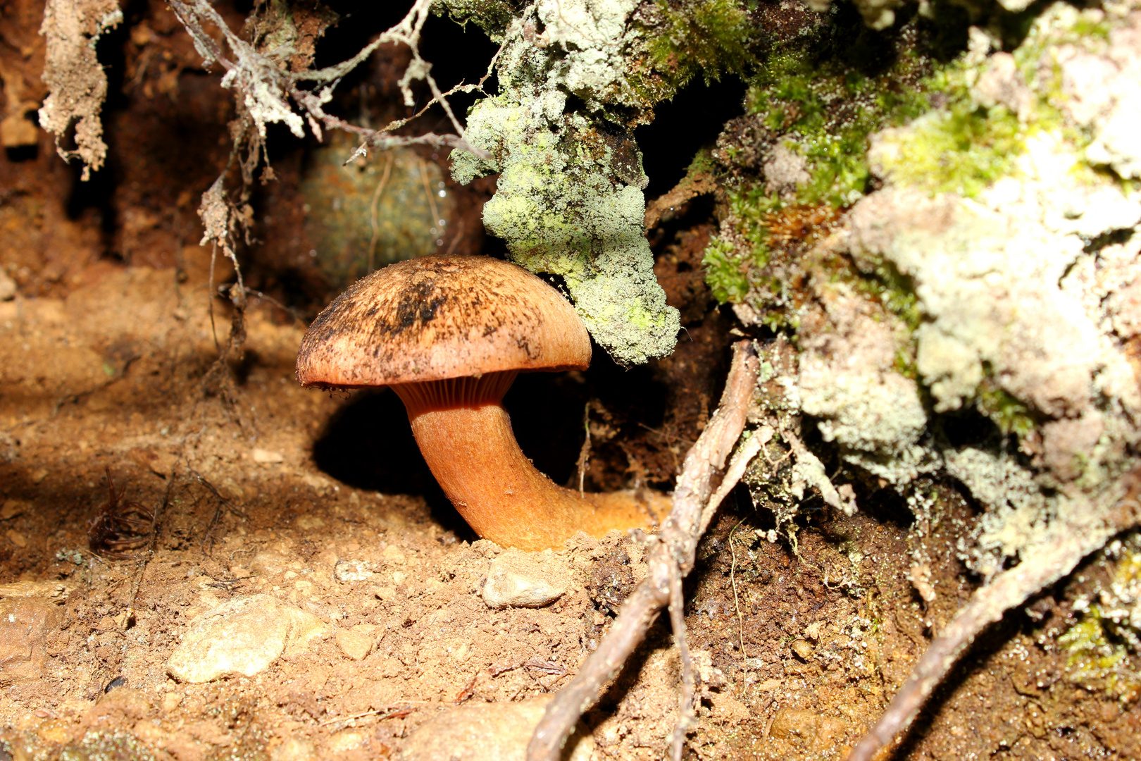 Kleiner schöner Pilz