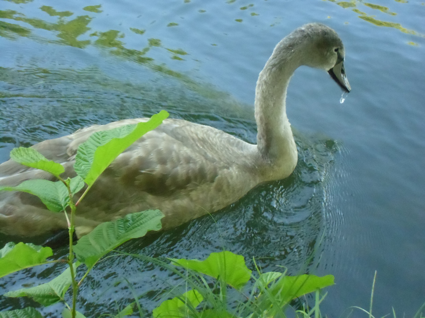 kleiner Schwan