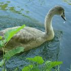 kleiner Schwan