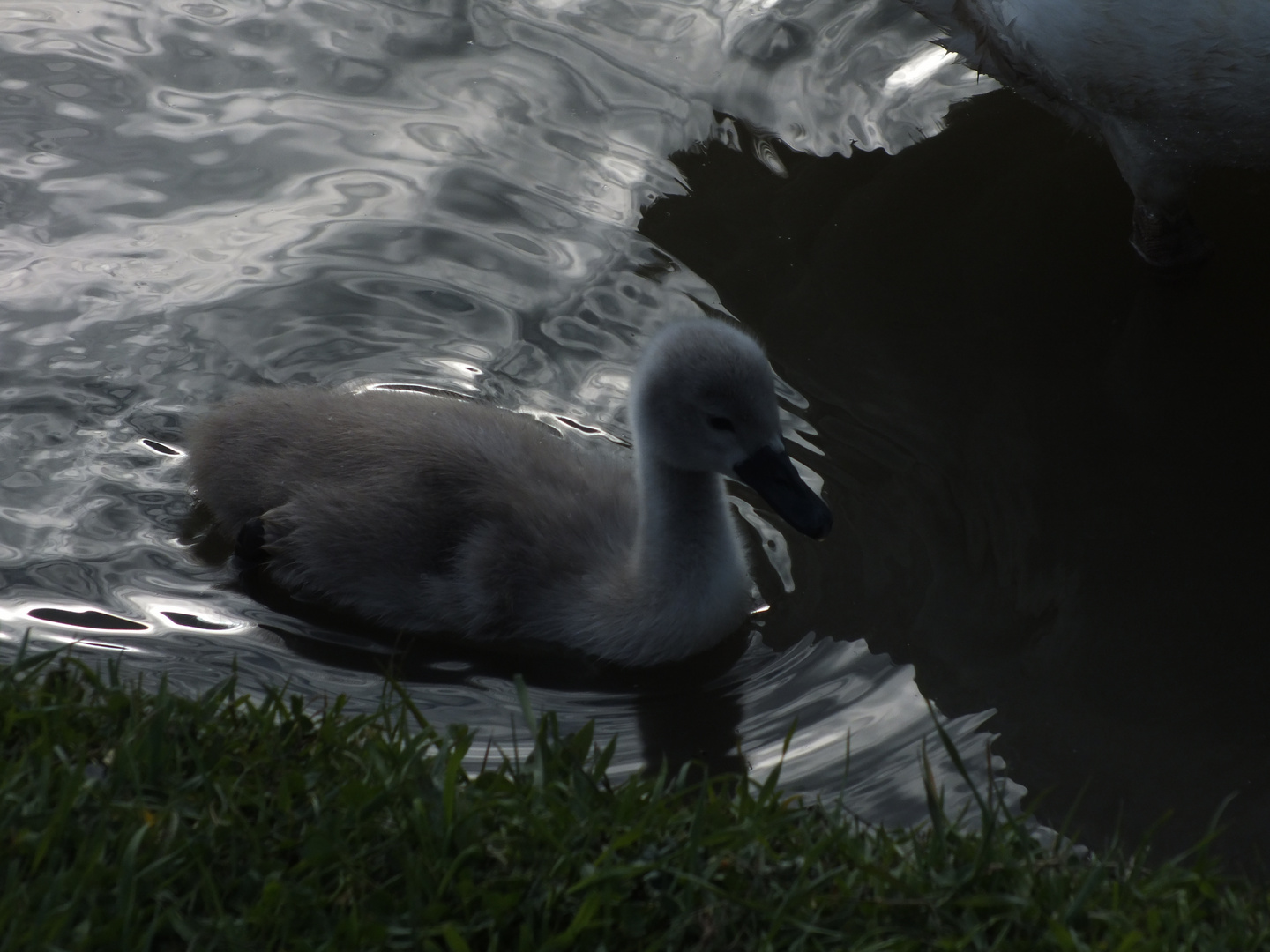 kleiner Schwan 2