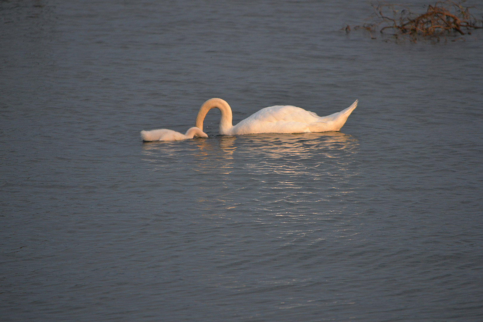 "kleiner schwan"