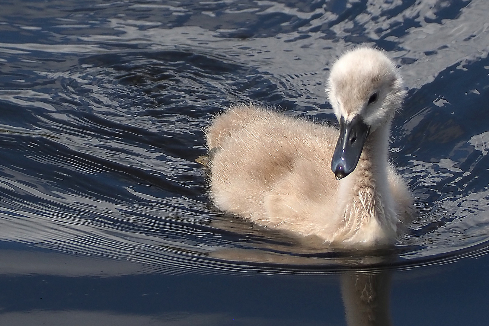 Kleiner Schwan