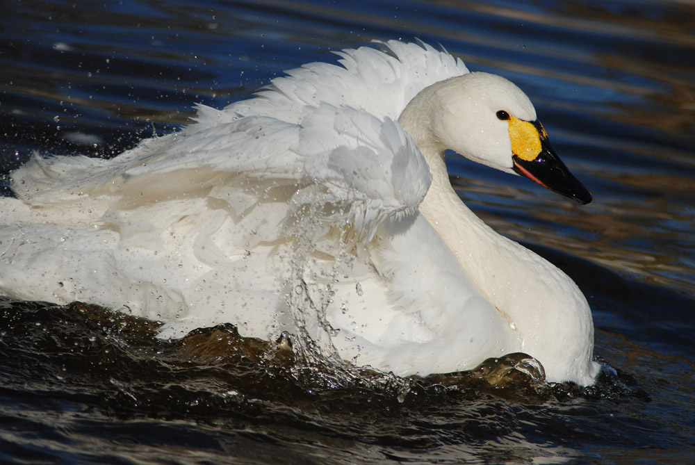 kleiner Schwan