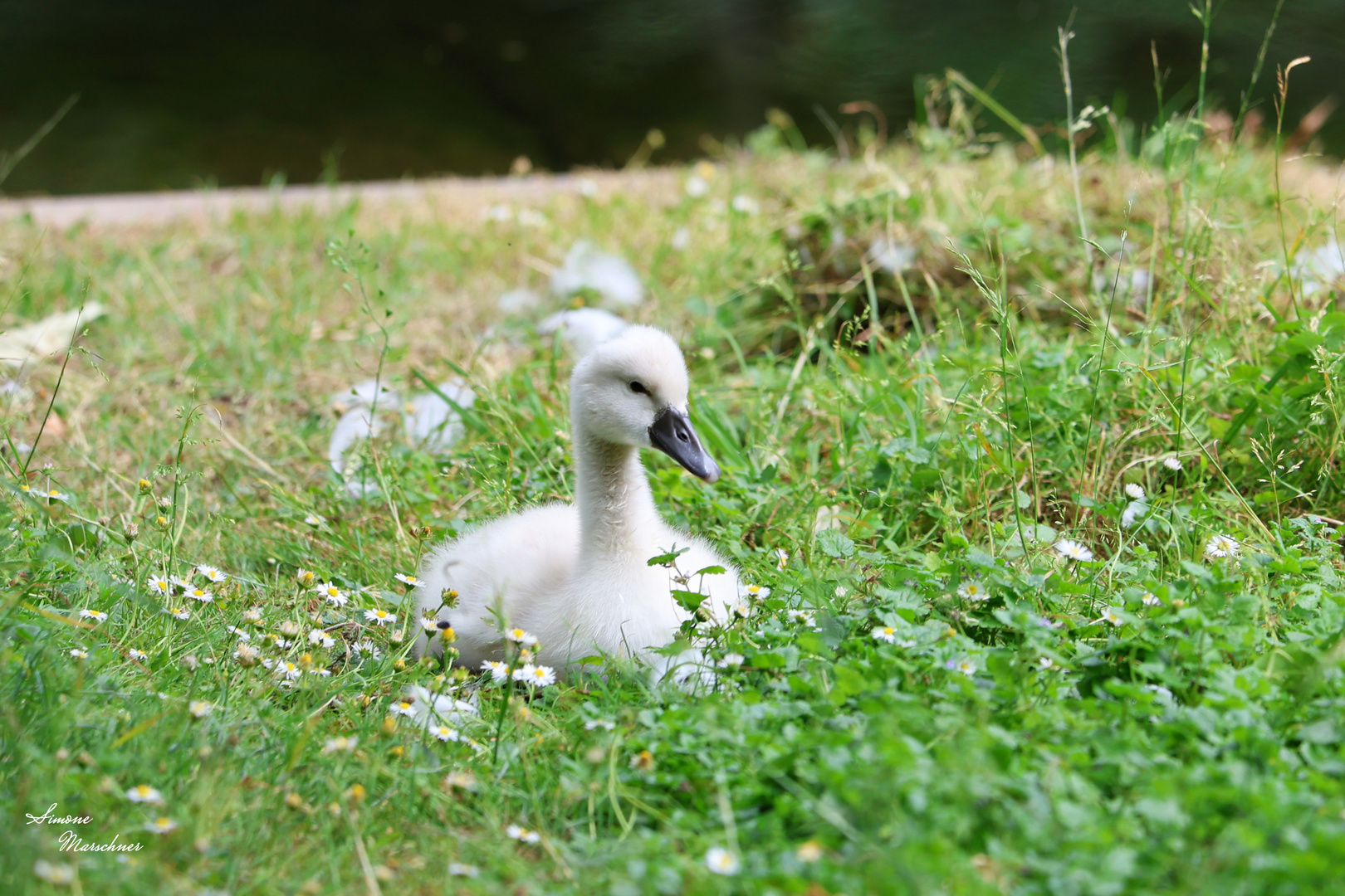 Kleiner Schwan