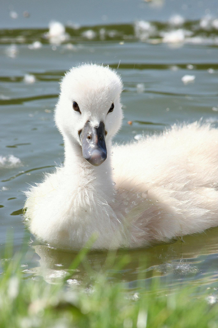 Kleiner Schwan