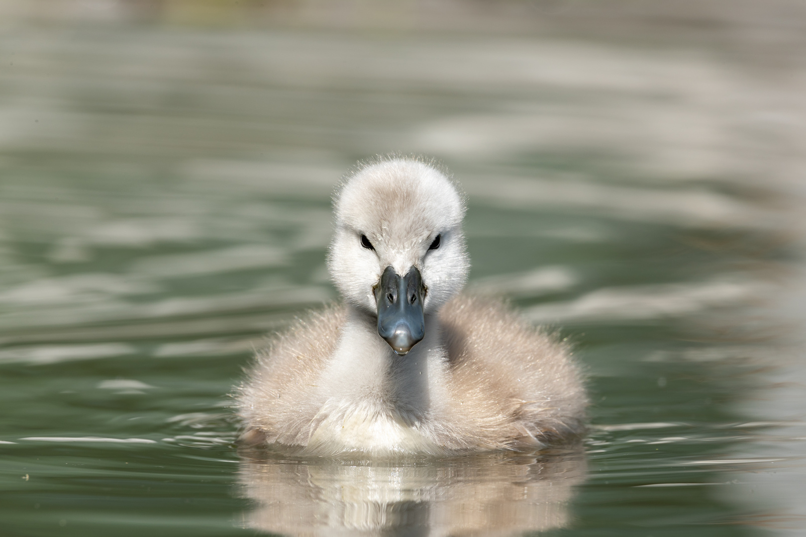 Kleiner Schwan ganz groß