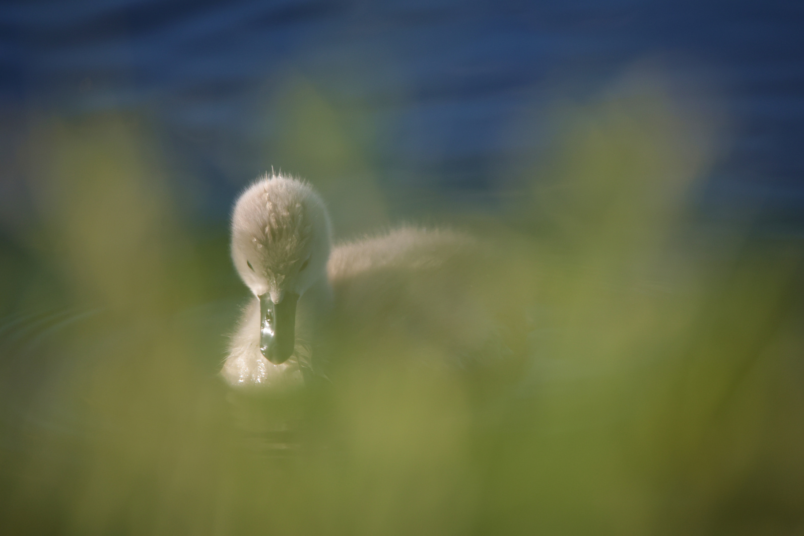 Kleiner Schwan ganz versteckt