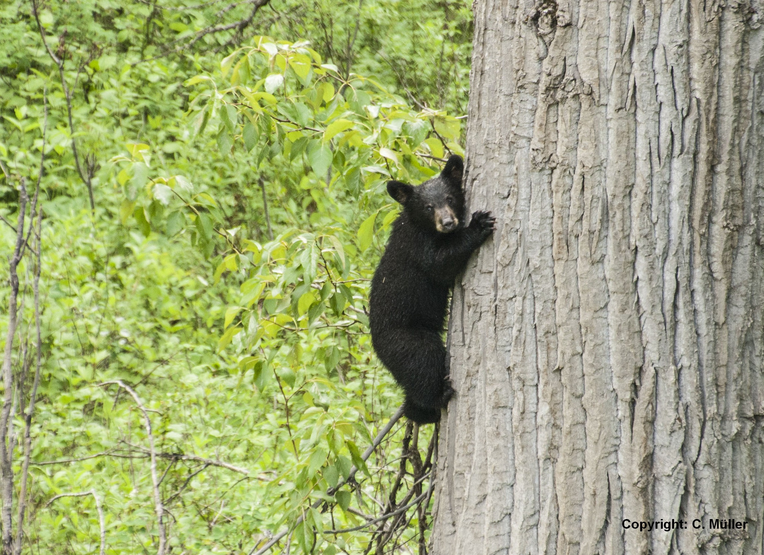 Kleiner Schwarzbär