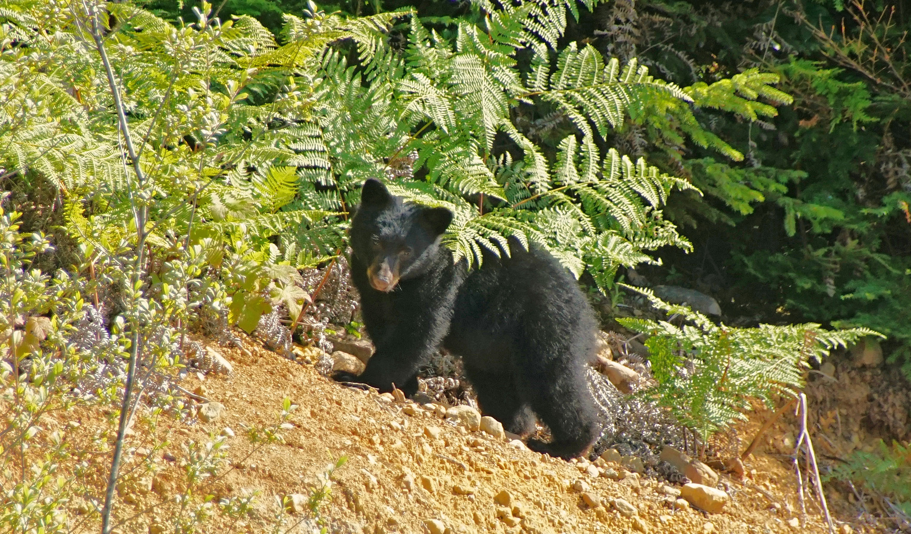 Kleiner Schwarzbär  