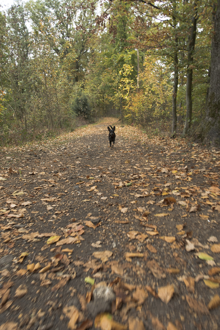 Kleiner, schwarzer Fleck im Bild denkt: "endlich Herbst!" und frohlockt laufend.