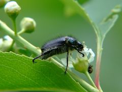 kleiner schwarzer Käfer