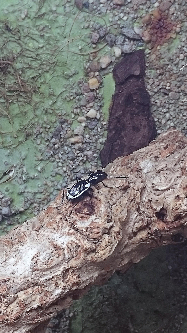 Kleiner schwarzer Käfer