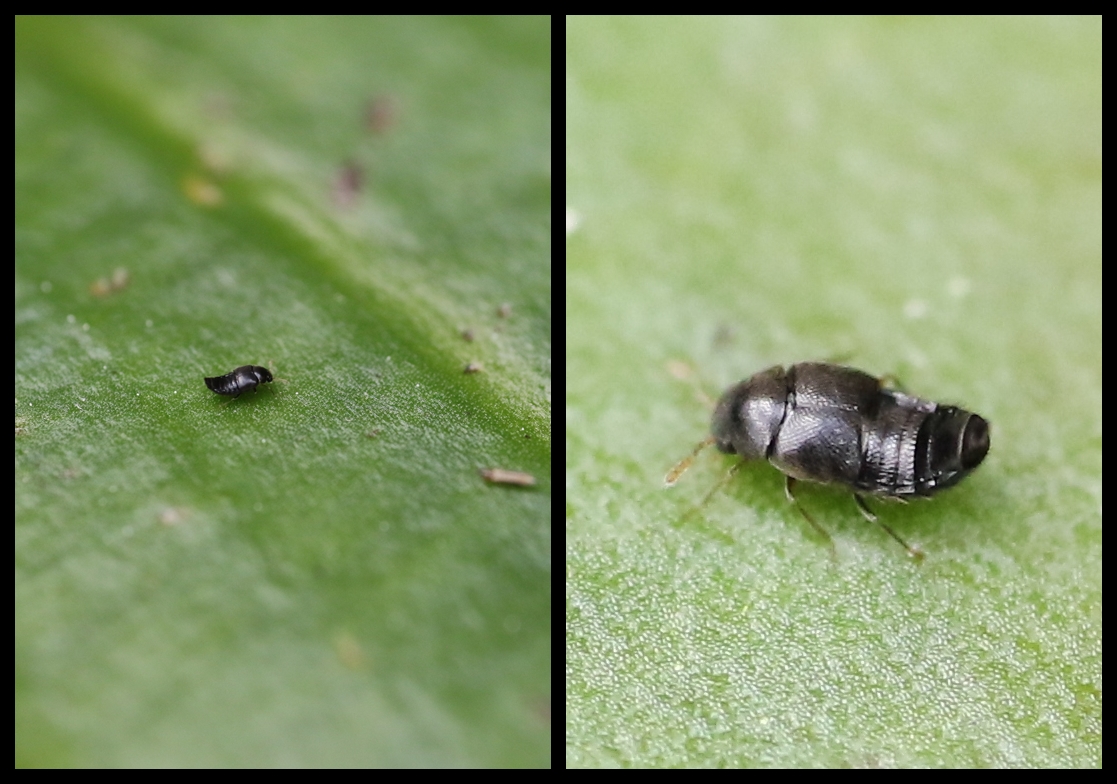 Kleiner Schwarzer Käfer