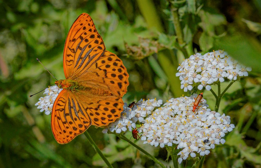 Kleiner schwarzer Käfer Foto & Bild tiere, wildlife, insekten Bilder auf