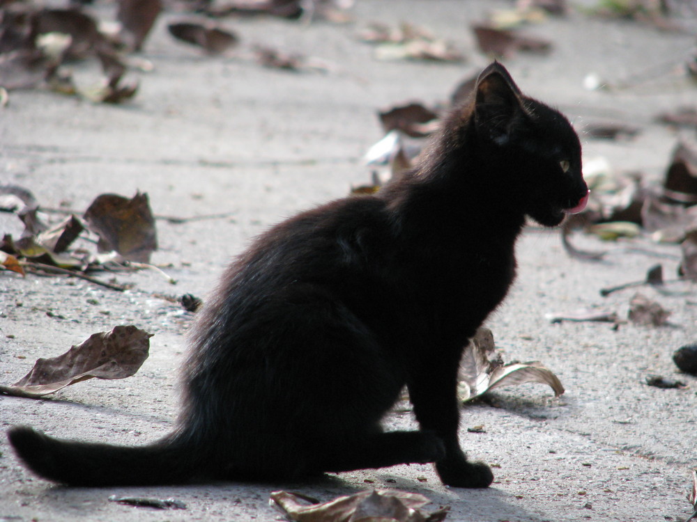 kleiner schwarzer kater