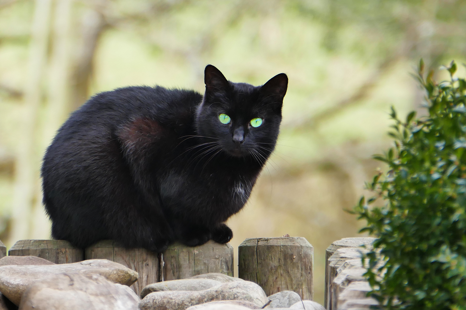 Kleiner schwarzer Kater