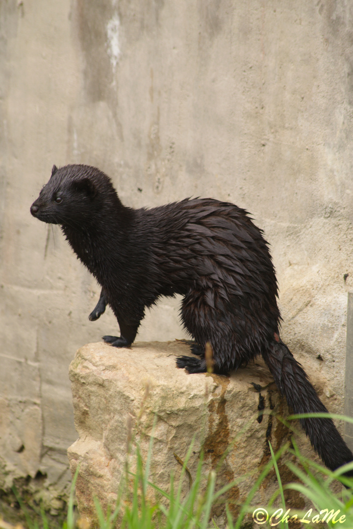 Kleiner schwarzer Mink