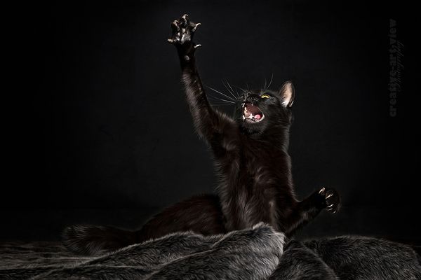 Kleiner schwarzer Panther