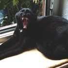 Kleiner schwarzer Panther namens Festus