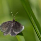 kleiner schwarzer Schmetterling