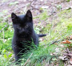 kleiner schwarzer Tiger