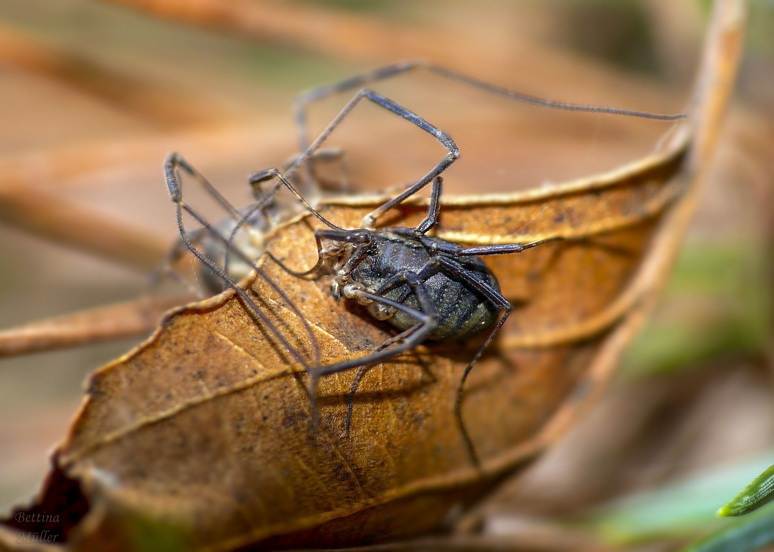 Kleiner, schwarzer Weberknecht Foto & Bild | tiere, wildlife, insekten
