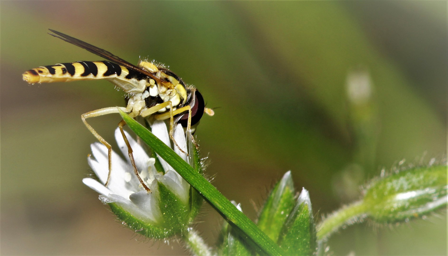 Kleiner Schweber