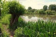 kleiner See auf der Insel Hombroich