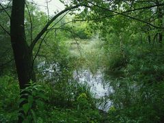 Kleiner See im Regen