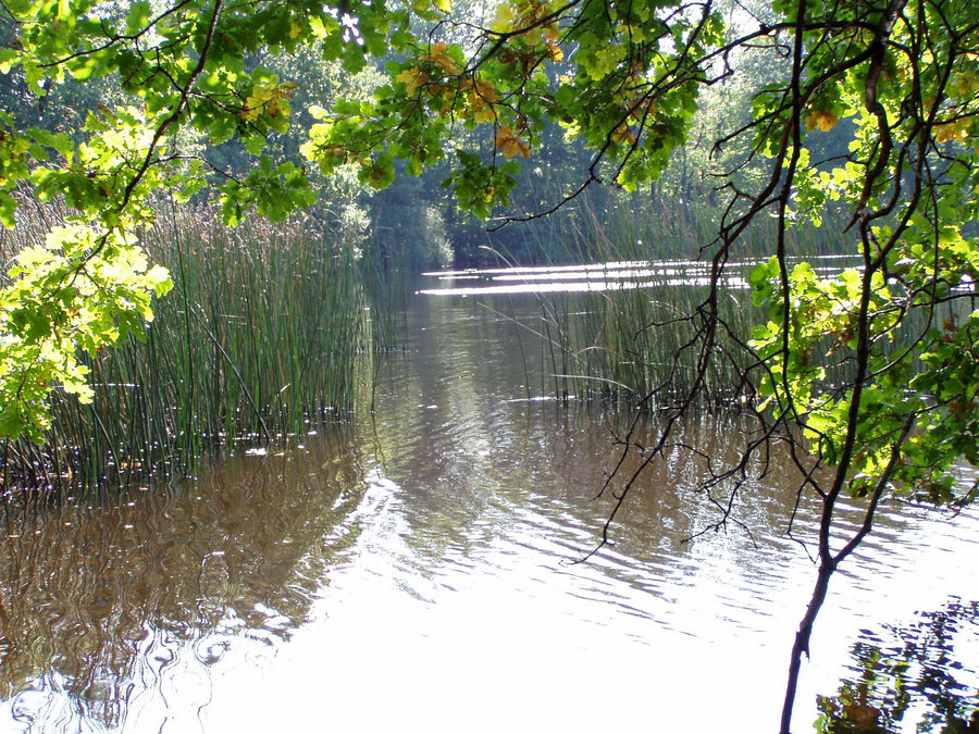 kleiner See im Vogelsberg