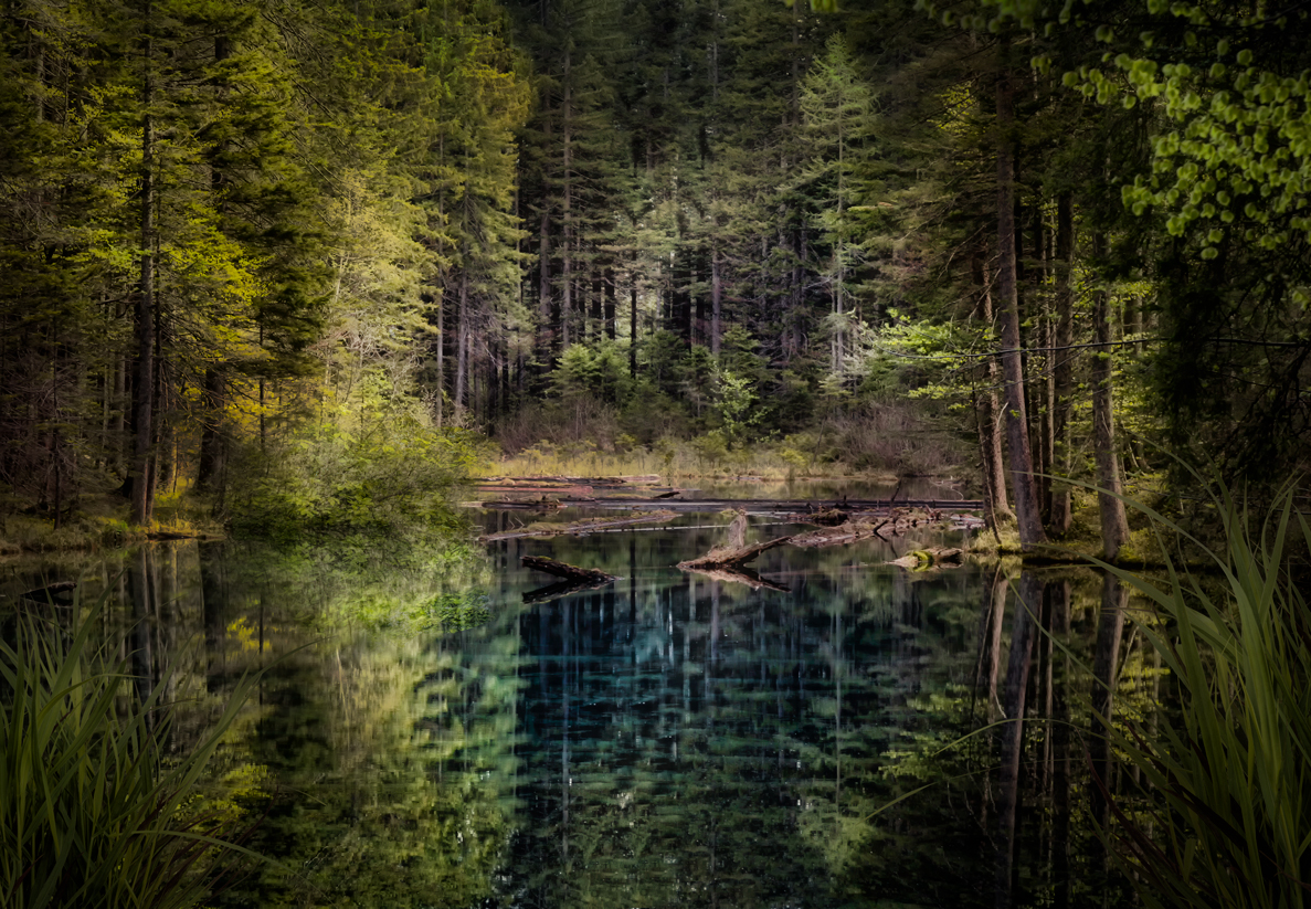 Kleiner See im Wald