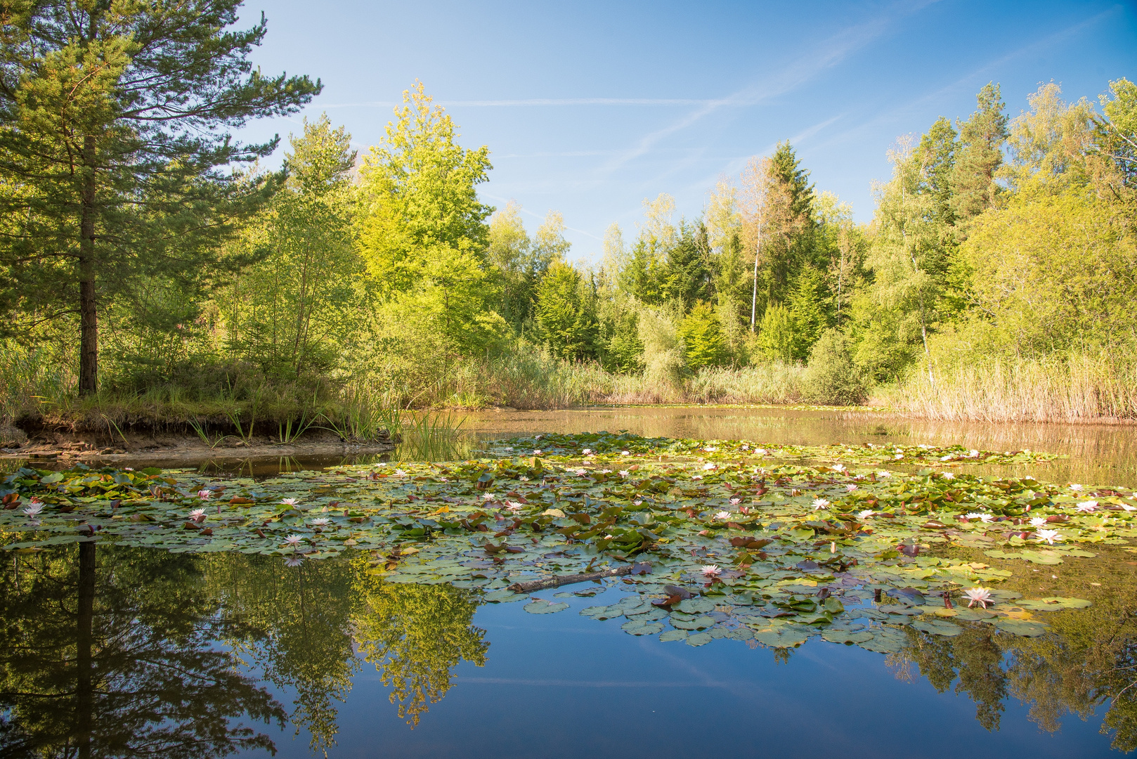 kleiner See im Wald