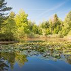 kleiner See im Wald