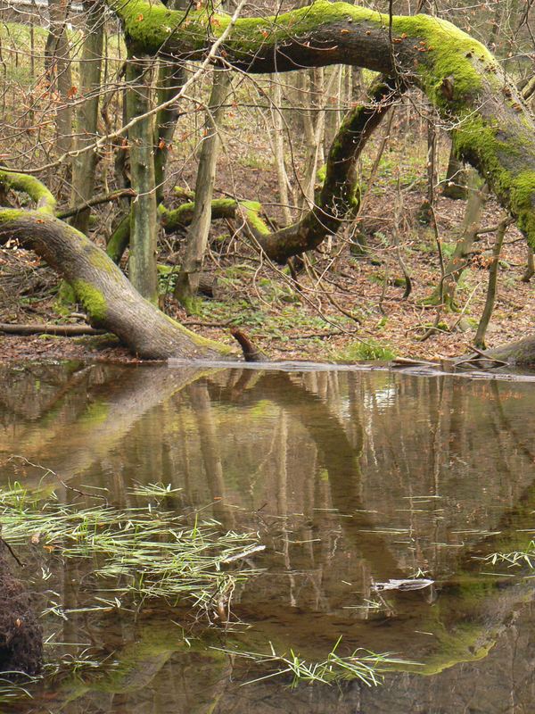 kleiner See im Wald