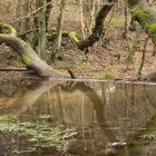 kleiner See im Wald