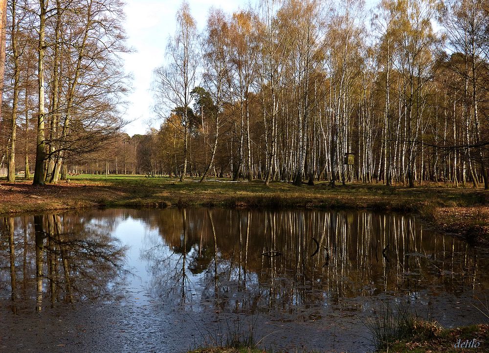 kleiner See in der alten Fasanerie Hanau Foto & Bild landschaft
