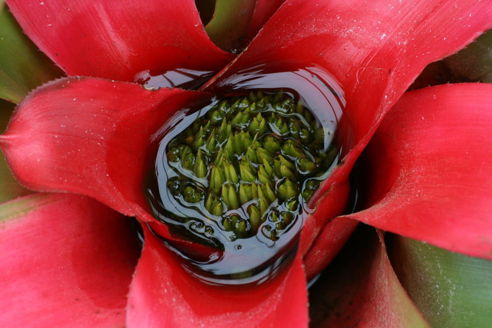 Kleiner See in einer großen Blume