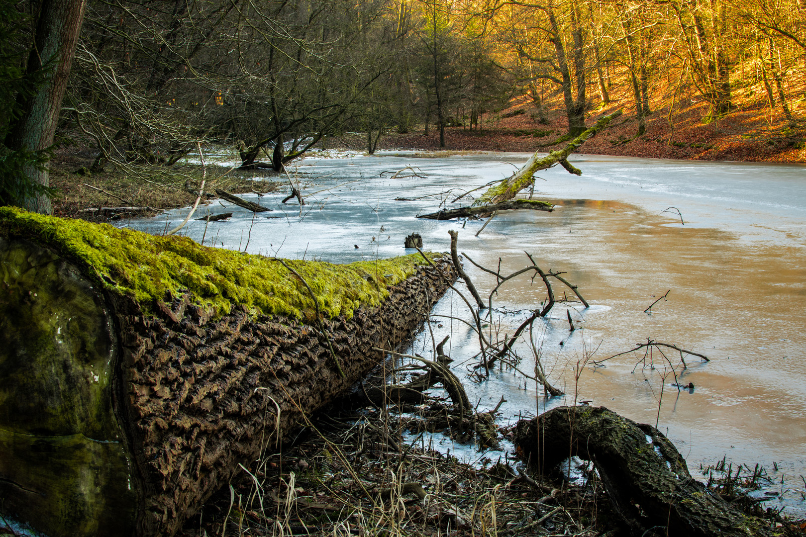 kleiner See mit Baum