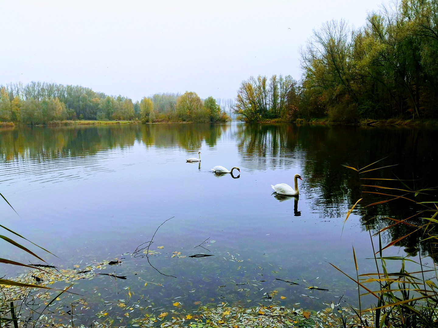 Kleiner See mit drei Schwäne bei  Hemmingen