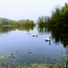 Kleiner See mit drei Schwäne bei  Hemmingen