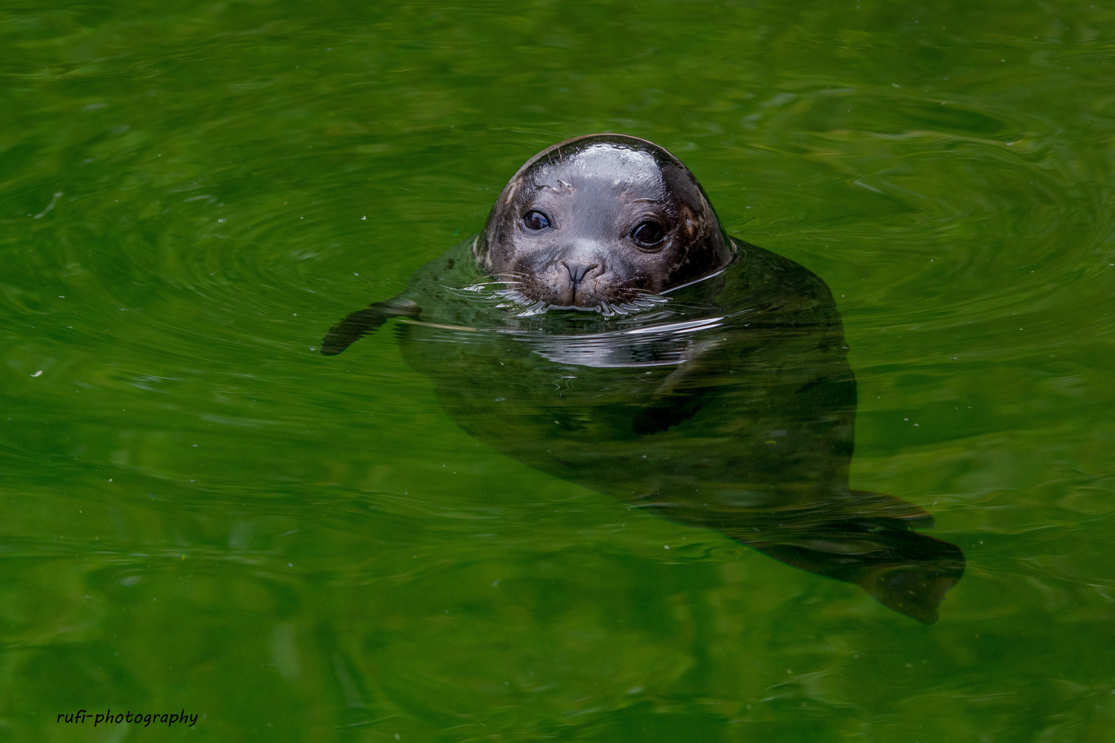 Kleiner Seehund