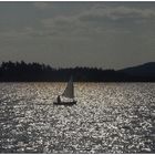 Kleiner Segler im guten Wind