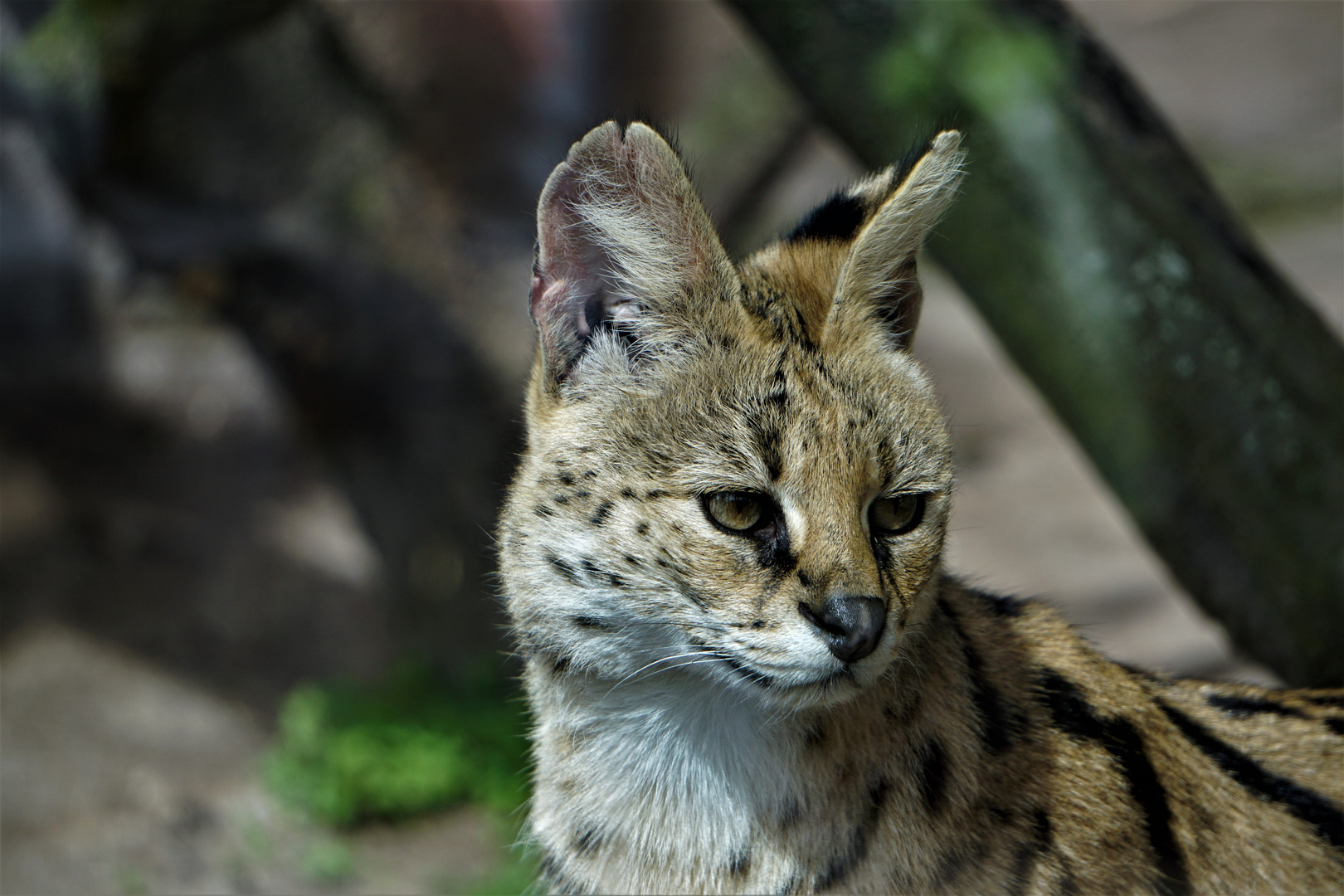 kleiner Serval