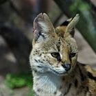 kleiner Serval