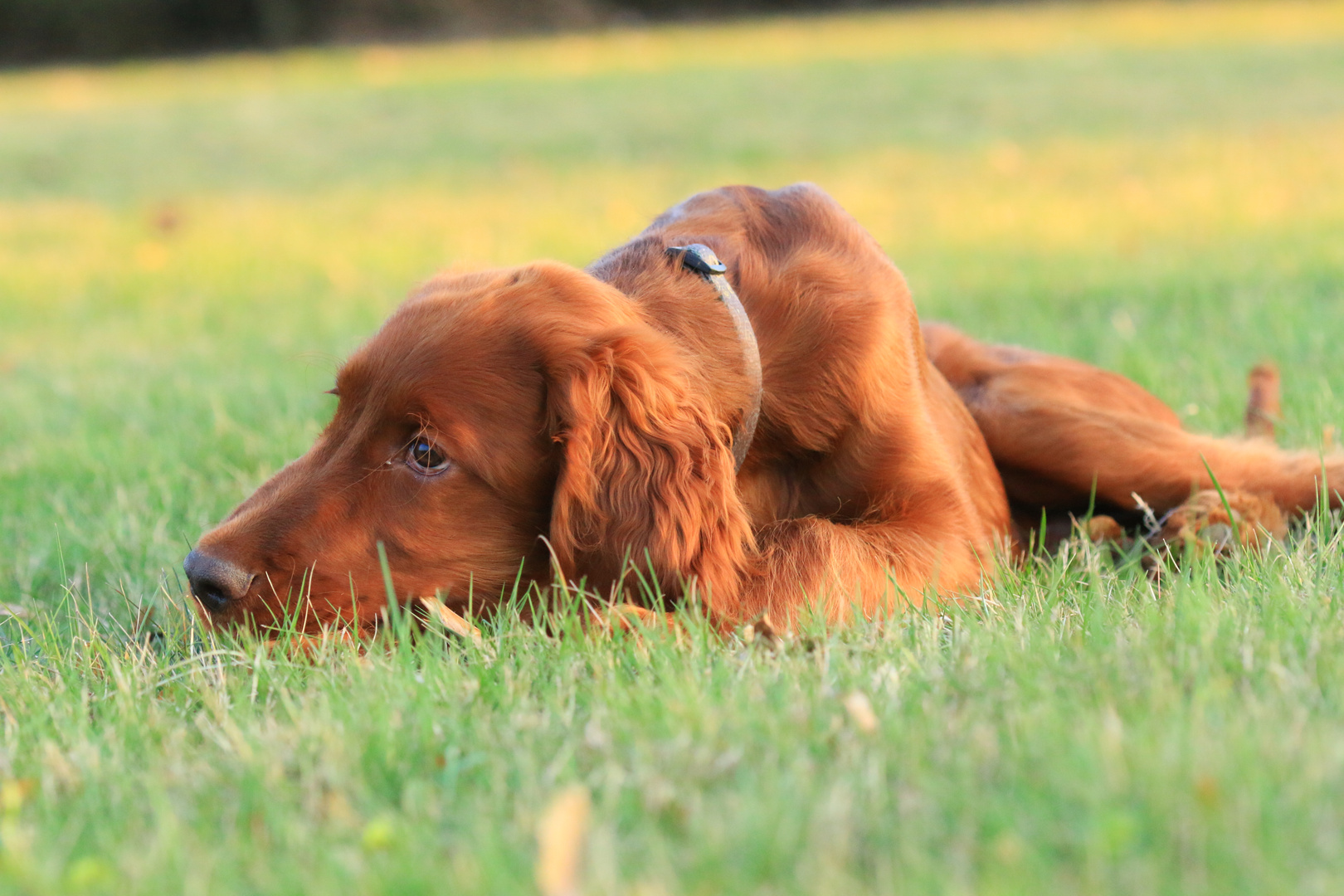 Kleiner Setter Foto &amp; Bild hund, natur, welpe Bilder auf
