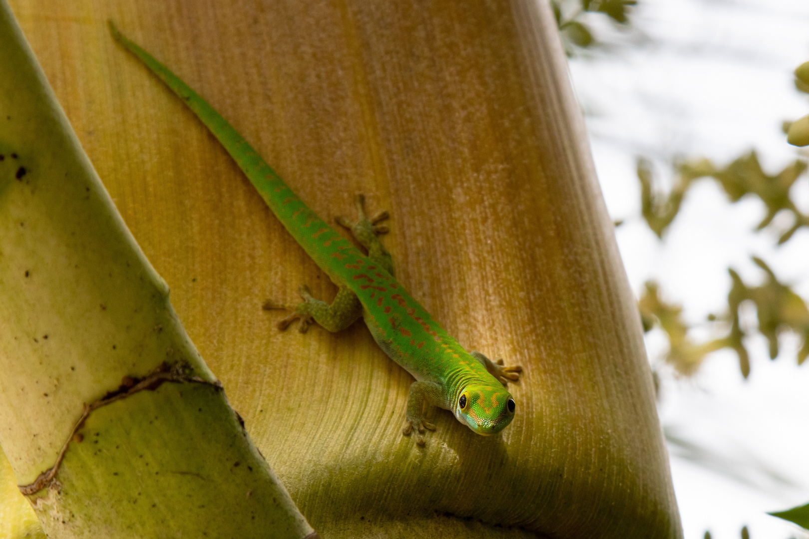 Kleiner Seychellen-Taggecko