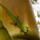 Kleiner Seychellen-Taggecko