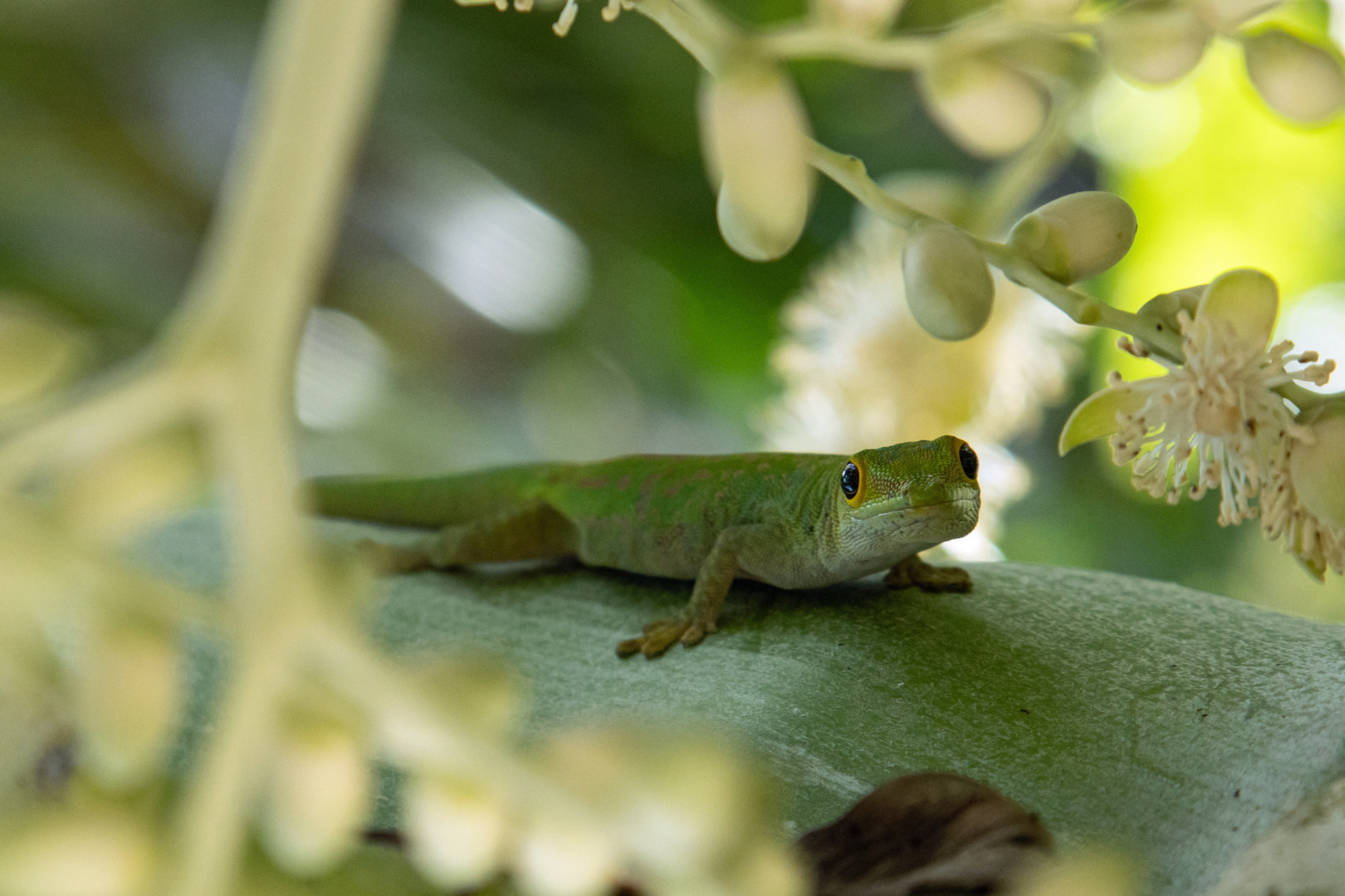 Kleiner Seychellen-Taggecko