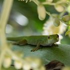 Kleiner Seychellen-Taggecko